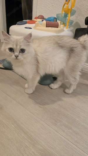 Elegante BLH Katze sucht ein liebevolles Zuhause 