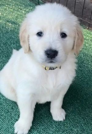 entzückende Golden-Retriever-Welpen suchen ein liebevolles Zuhause.