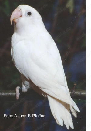 Suche einen Albino Hahn fischeri  Bild 2