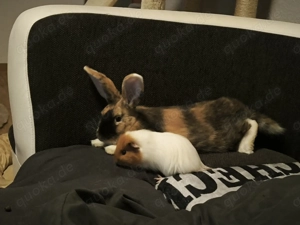 Hase in gute Hände abzugeben 