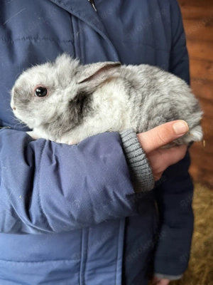 Löwenkopf-Kaninchen