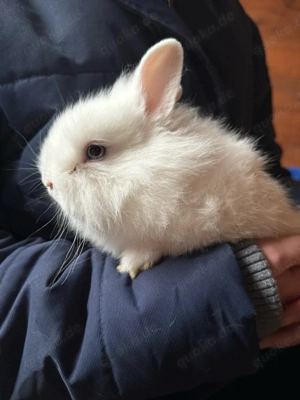 Löwenkopf-Kaninchen