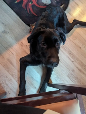 Schäferhund-Labrador 