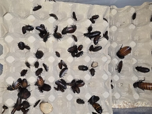 Madagaskar Fauchschaben 