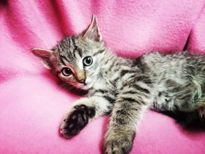 2 Teppichraketen 12 Wo. Tiger Jungs Katerchen Kinderlieb Hunde gewöhnt Kitten Kätzchen Katzenbaby 