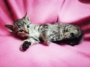 2 Teppichraketen 12 Wo. Tiger Jungs Katerchen Kinderlieb Hunde gewöhnt Kitten Kätzchen Katzenbaby 