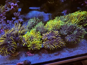 euphyllia Golden Torch Glabresence