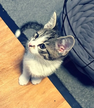 Zuckersüße kleine BKH Mix Kitten 