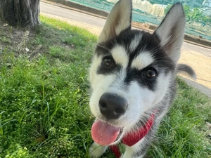 Sibirischer Husky Welpe