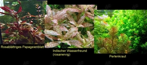  Rosablättriges Papageienblatt, ind. Wasserfreund, Perlenkraut (ab 3 )