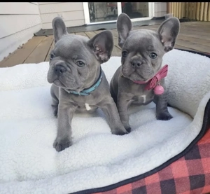 Zuckersüße Französische Bulldoggen Welpen mit Ahnentafel