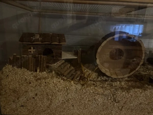 Hamsterheim mit Hamster zu verkaufen