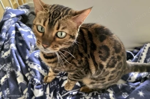 Bengal Katze Brown Spottet Gold glitter sucht neues Zuhause