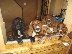 Irish- Englich - Setterwelpen Bild 10