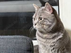 Britischer Kater, 8 Monate, sucht neues Zuhause   