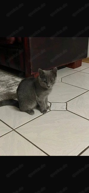 Britische Kurzhaarige Katze 