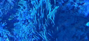 Cribrinopsis crassa   Minianemone