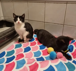 Kitten schweren Herzens abzugeben 