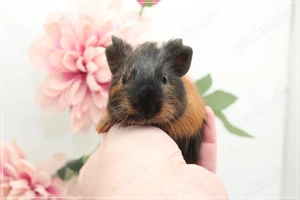 Süße Meerschweinchen Weibchen abzugeben