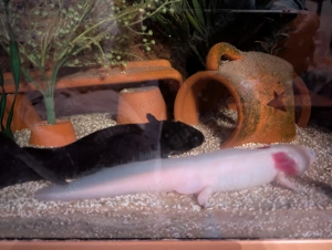 Mela Axolotl s suche neue Pelletgeber 