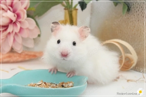 Zauberhafte, zahme Goldhamster und Teddyhamster Jungtiere