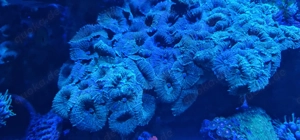 Grüne Scheibenanemone, Rhodaktis?