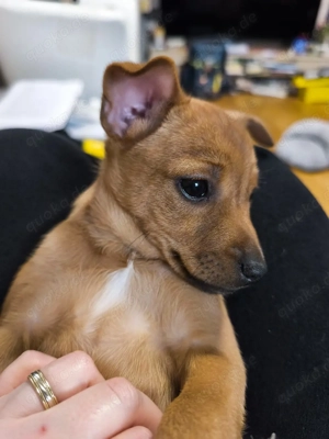 Jack Russell  Prager Rattler  Mischlingswelpen