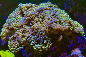  Euphyllia paraancora Hologram