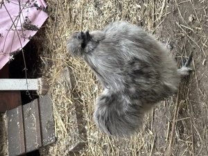 3 Zwergseidenhähne und Hennen mit Bart suchen ein neues Zuhause Bild 3