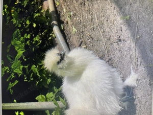 3 Zwergseidenhähne und Hennen mit Bart suchen ein neues Zuhause Bild 4