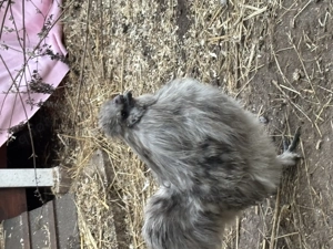 3 Zwergseidenhähne und Hennen mit Bart suchen ein neues Zuhause Bild 2