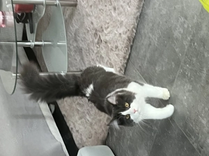 Zwei wunderschöne Maine Coon Mix Kätzchen abzugeben