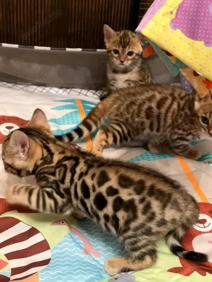 Bengal-Kätzchen