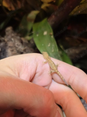 Jungferngeckos - Lepidodactylus lugubris