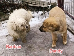 Dandy sucht seine Familie Bild 10