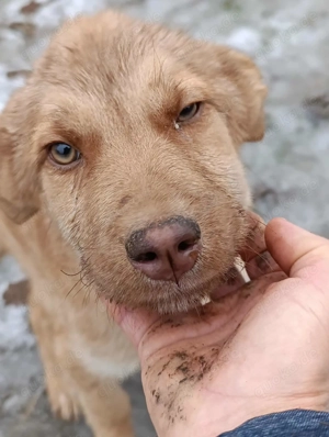 Duke soll in einer Familie aufwachsen Bild 10