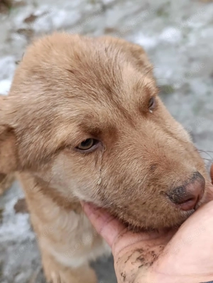 Duke soll in einer Familie aufwachsen Bild 7