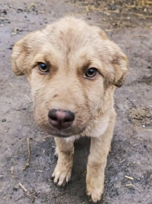 Duke soll in einer Familie aufwachsen