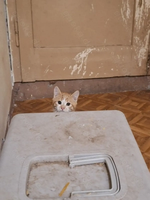 Kater sucht ein Zuhause 