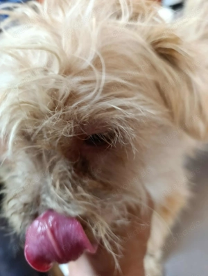 Baobao - ein tapferer Rüde sucht ein liebevolles Zuhause Bild 9