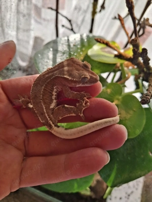 3 Kronengecko Babys (Correlophus ciliatus)