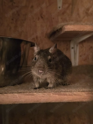 Hatschi sucht neues Zuhause (M, unkastriert, ca. 5J.) Bild 2