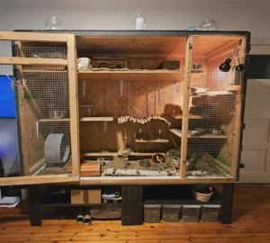 Hatschi sucht neues Zuhause (M, unkastriert, ca. 5J.) Bild 5