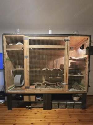 Hatschi sucht neues Zuhause (M, unkastriert, ca. 5J.) Bild 6