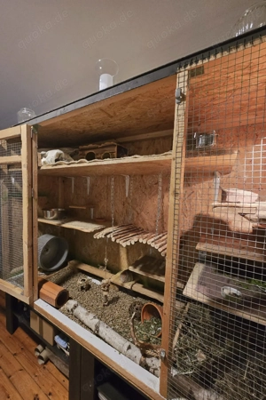 Hatschi sucht neues Zuhause (M, unkastriert, ca. 5J.) Bild 4