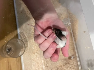 4 Farbmäuse mit Käfig