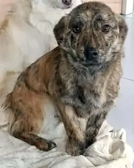 Kapucina braucht ein richtiges Zuhause Bild 10