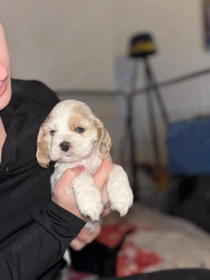 Amerikanische American Cocker Spaniel Welpen