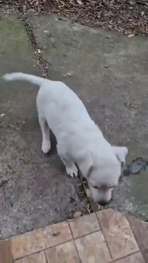 Die kleine Nela sucht ein liebevolles Zuhause für immer