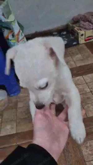 Die kleine Nela sucht ein liebevolles Zuhause für immer Bild 7